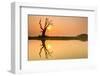 Tree reflecting in Taung Tha Man Lake near U-Bein bridge at sunset, Amarapura, Mandalay, Myanmar-Jan Miracky-Framed Photographic Print