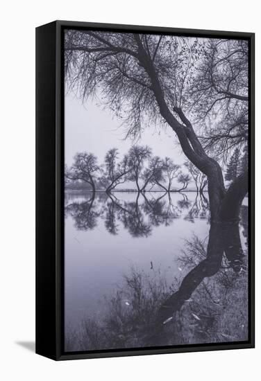 Tree Reflections at Marin County Pond California-Vincent James-Framed Stretched Canvas