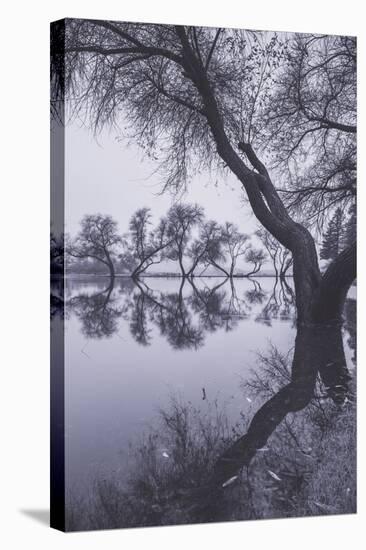 Tree Reflections at Marin County Pond California-Vincent James-Stretched Canvas