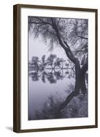 Tree Reflections at Marin County Pond California-Vincent James-Framed Photographic Print