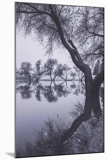 Tree Reflections at Marin County Pond California-Vincent James-Mounted Photographic Print