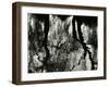 Tree, Reflections, Europe, 1971-Brett Weston-Framed Photographic Print