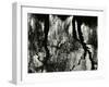 Tree, Reflections, Europe, 1971-Brett Weston-Framed Photographic Print