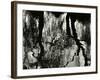 Tree, Reflections, Europe, 1971-Brett Weston-Framed Photographic Print