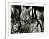 Tree, Reflections, Europe, 1971-Brett Weston-Framed Photographic Print