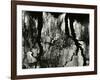 Tree, Reflections, Europe, 1971-Brett Weston-Framed Photographic Print