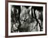 Tree, Reflections, Europe, 1971-Brett Weston-Framed Photographic Print