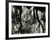 Tree, Reflections, Europe, 1971-Brett Weston-Framed Photographic Print