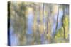 Tree Reflections I-Kathy Mahan-Stretched Canvas