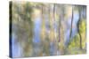 Tree Reflections I-Kathy Mahan-Stretched Canvas