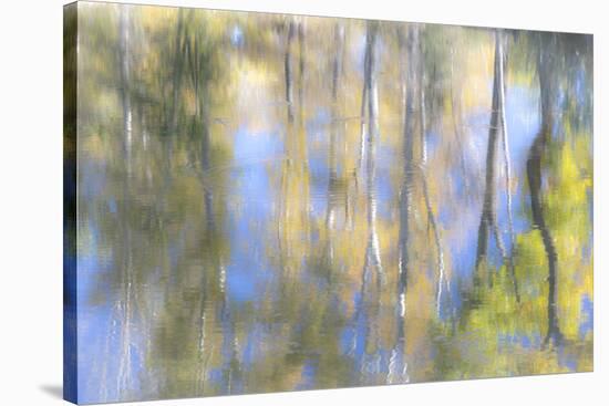Tree Reflections I-Kathy Mahan-Stretched Canvas