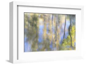 Tree Reflections I-Kathy Mahan-Framed Photographic Print