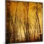 Tree Reflections-Irene Suchocki-Mounted Photographic Print