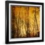 Tree Reflections-Irene Suchocki-Framed Photographic Print