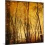 Tree Reflections-Irene Suchocki-Mounted Photographic Print