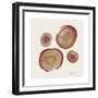 Tree Ring 12-Albert Koetsier-Framed Premium Giclee Print