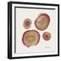 Tree Ring 12-Albert Koetsier-Framed Art Print