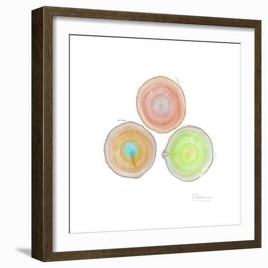 Tree Ring 9-Albert Koetsier-Framed Premium Giclee Print
