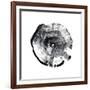 Tree Ring Abstract I-Ethan Harper-Framed Art Print