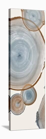 Tree Ring H-Albert Koetsier-Stretched Canvas