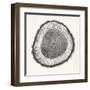 Tree Ring II-Vision Studio-Framed Art Print