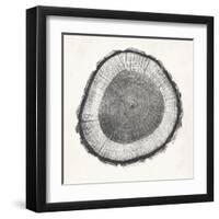 Tree Ring II-Vision Studio-Framed Art Print