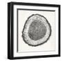 Tree Ring II-Vision Studio-Framed Art Print