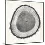 Tree Ring II-Vision Studio-Mounted Art Print