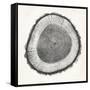 Tree Ring II-Vision Studio-Framed Stretched Canvas