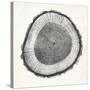 Tree Ring II-Vision Studio-Stretched Canvas