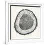 Tree Ring II-Vision Studio-Framed Art Print