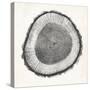 Tree Ring II-Vision Studio-Stretched Canvas