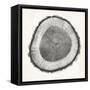 Tree Ring II-Vision Studio-Framed Stretched Canvas