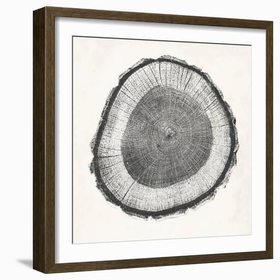 Tree Ring II-Vision Studio-Framed Art Print