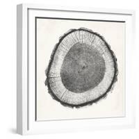 Tree Ring II-Vision Studio-Framed Art Print