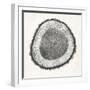 Tree Ring II-Vision Studio-Framed Art Print