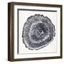 Tree Ring III-Vision Studio-Framed Art Print