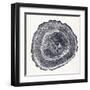 Tree Ring III-Vision Studio-Framed Art Print