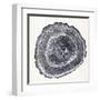 Tree Ring III-Vision Studio-Framed Art Print