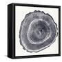 Tree Ring III-Vision Studio-Framed Stretched Canvas