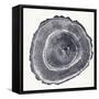 Tree Ring III-Vision Studio-Framed Stretched Canvas