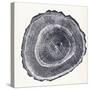 Tree Ring III-Vision Studio-Stretched Canvas
