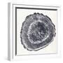 Tree Ring III-Vision Studio-Framed Art Print