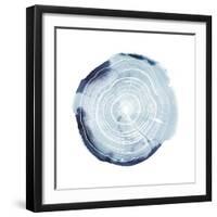 Tree Ring Overlay III-Grace Popp-Framed Art Print