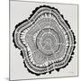 Tree Rings Black on White-Cat Coquillette-Mounted Giclee Print