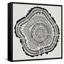 Tree Rings Black on White-Cat Coquillette-Framed Stretched Canvas