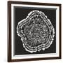 Tree Rings Black-Cat Coquillette-Framed Giclee Print