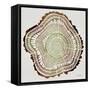 Tree Rings in Brown-Cat Coquillette-Framed Stretched Canvas