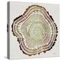 Tree Rings in Brown-Cat Coquillette-Stretched Canvas