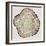 Tree Rings in Brown-Cat Coquillette-Framed Giclee Print